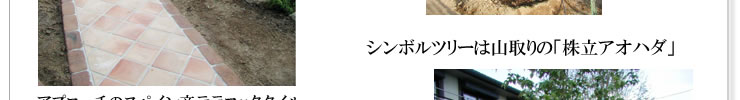 シンボルツリーは山取りの「株立アオハダ」